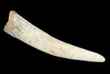 Pterosaur (Siroccopteryx) Tooth - Morocco #93168-1